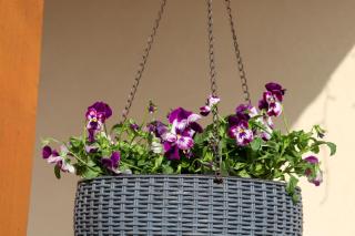 Bazaltorgona Apartman - Kisapáti - 3