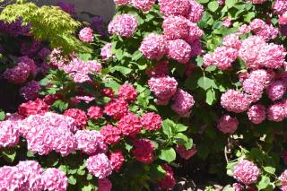 Les Hortensias - Riquewihr - 9
