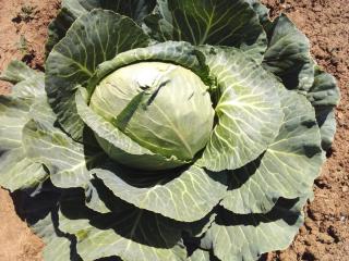 Cacadu Country And Retreat Stay - Lady Frere - 3