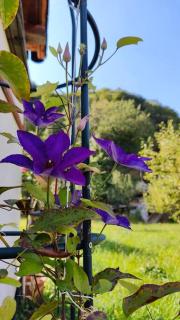 Nature Hideaway - 6