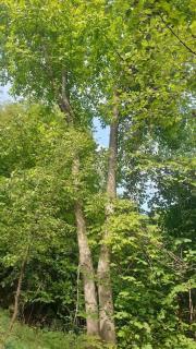Nature Hideaway - 5