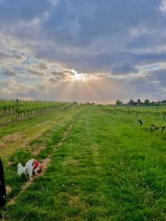 Repos et détente au coeur des vignes - 9
