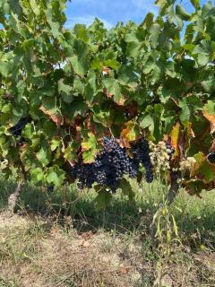 Repos et détente au coeur des vignes - Lignan-de-Bordeaux - 7