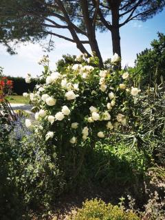 Mas en Provence, en campagne avec piscine. - Orange - 2