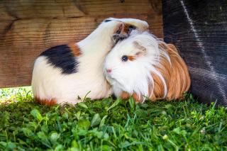 Brennergut Ferienwohnung am Bauernhof - 2