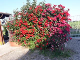 Al sit ed Marino - Castel Maggiore - 9