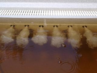 Árnyas Thermal Camping és Üdülőpark - 3