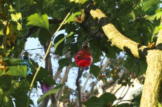 Merli's Nest - Ferrara - 7