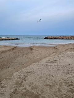 Au cœur de torreveija - Torrevieja - 6