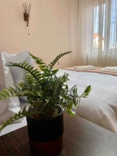 Apartament Terra II - 2