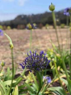 Casa sector Punta de Lobos, Pichilemu - 5