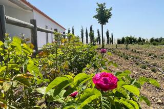 Monte de Palma- Quinta Biodinâmica Momentos Únicos - Évora - 1