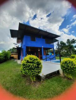 Guacamayo Azul - Iquitos - 3