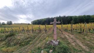 Nid 2 cigognes - Zimmerbach - 1