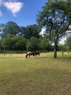 La Forêt Auvray - Maison de campagne - 3