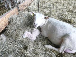 Gîte Tranquille avec Cheminée, Terrasse sur la Saône et Borne EV, Animaux Bienvenus - FR-1-589-103 - 6