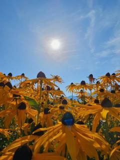 Ferienhaus am Weinberg - 4