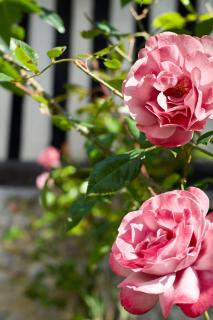 Manoir des Pavements - Lisieux - 1