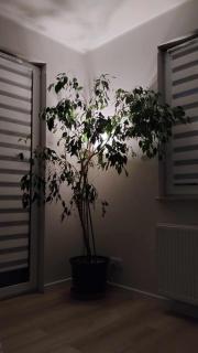 Apartament Zielone Zamienie - Zamienie - 9