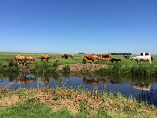 Iselmarpleats Comfortabele Studio met badkamer - 9