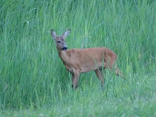 Iselmarpleats Comfortabele Studio met badkamer - 7