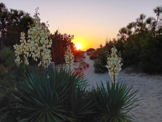 Accesso diretto sul mare MarediluceCala - Calambrone - 8