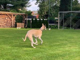 FeWo Hof-Idyll mit FassSauna / Spielplatz für Kids - 2
