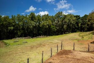 A Cozy Cabin In The Country - Hawi - 4