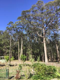Macyland - Woollamia - 6