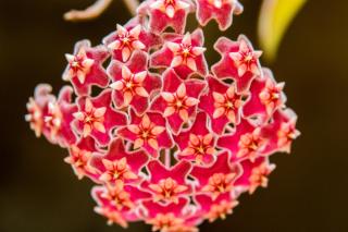 Villa Bem Querer - Camomila - 1