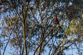 Villa Bem Querer - Lavanda - 5