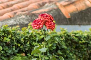 Villa Bem Querer - Lavanda - 3