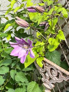 La Maison aux Volets Rouges - 3