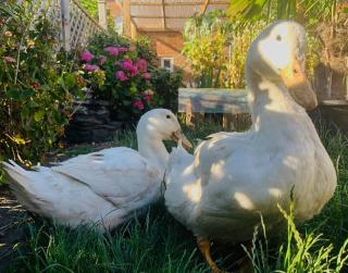 Duck Terrace with Gym Duckling Stays - Kibworth Harcourt - 7