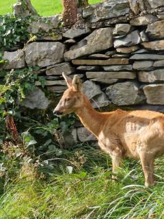 Newland Valley Log Cabins - Ulverston - 7