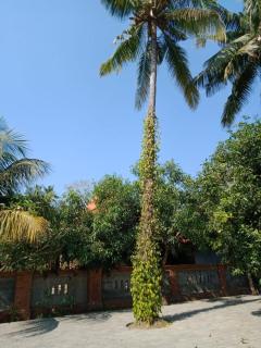 Oemah Bajangan to the Beach - Julah - 3