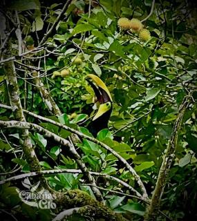 Casita Verde, 800 mts from beach - 5