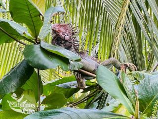 Casita Verde, 800 mts from beach - 1
