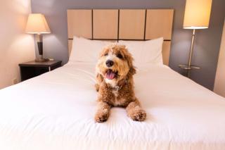 Sonesta Simply Suites Phoenix Glendale - Phoenix - 5