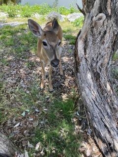 key Deer Retreat/direct gulf access/hot tub - Big Pine Key - 1