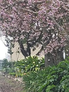 Tui Cottage - - 3