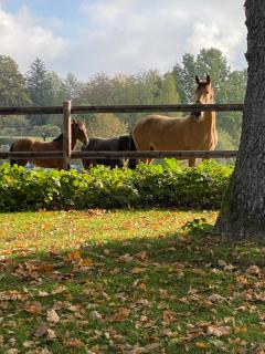 Herrenhaus - Starnberger See - Ammerland - Münsing - 8