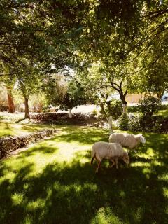 Cortijo Bablou - Maison de vacances - Arcos de la Frontera - 3