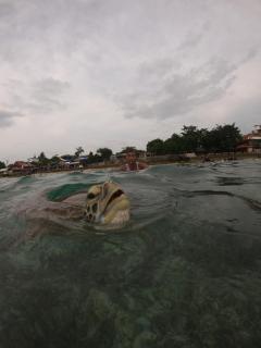 Moalboal Indino's Guesthouse sardines run and sea turtle 1 minute walking distance - 6