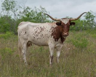 Right Turn Ranch - 8