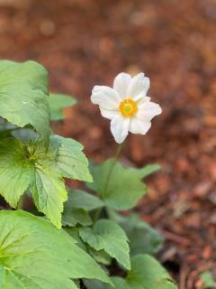 Wedgewood Cottage - 5