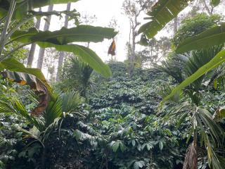 Coorg Northbreeze Estate stay - 2