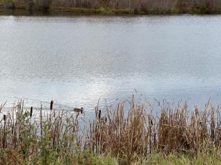 Spacious & Private Retreat near West Edmonton Mall - 4