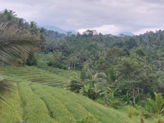 A Private Challet Getaway in Bali's Tropical Jungle - Meliling - 3