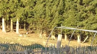 Petit Chalet Nature - Les Rousses - 6